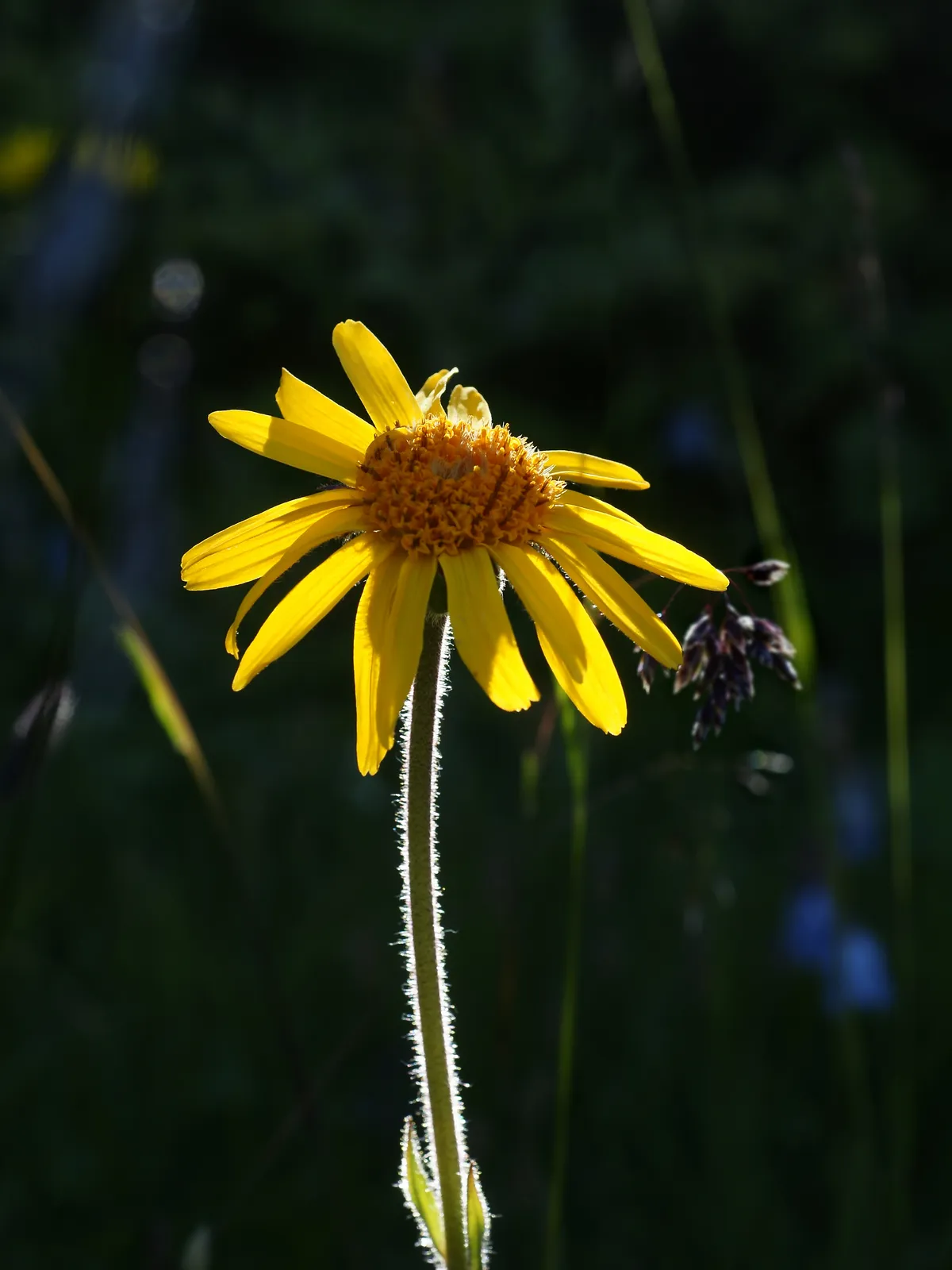 Arnica Montana Flower — botanical anatomy illustration