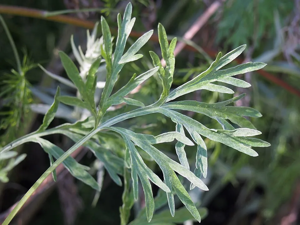 Wormwood Leaf — botanical anatomy illustration