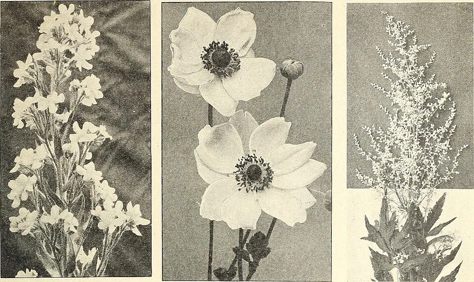 Artemisia Stelleriana Flower — botanical anatomy illustration