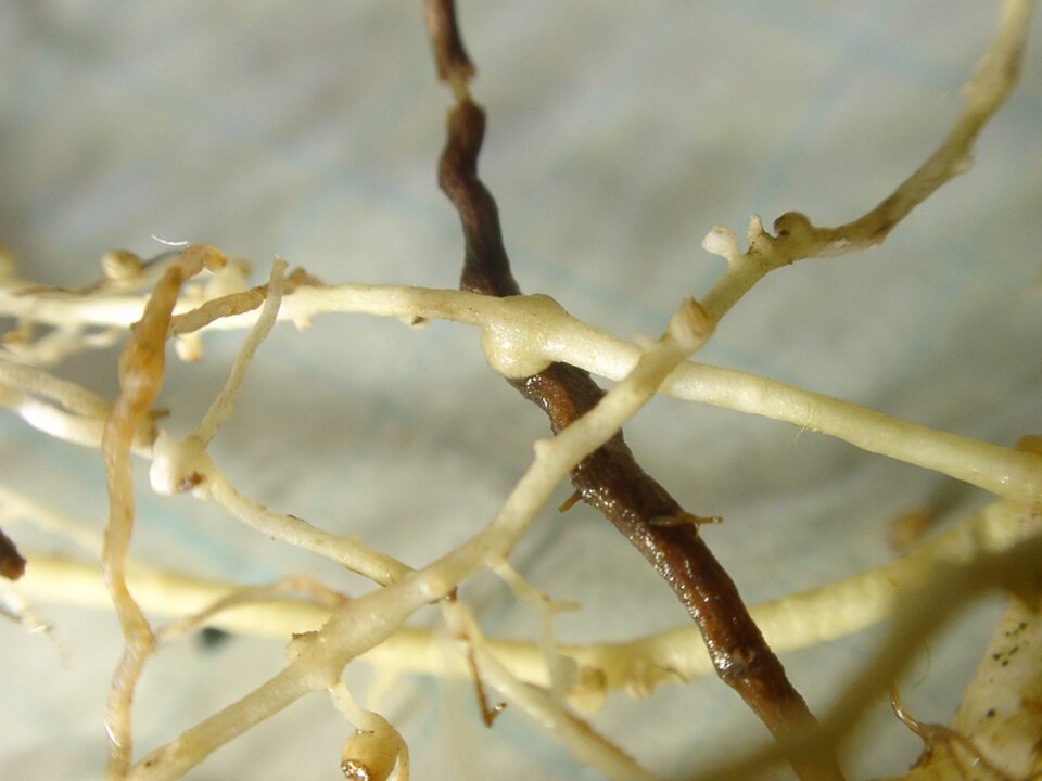 Artemisia Root System — botanical anatomy illustration