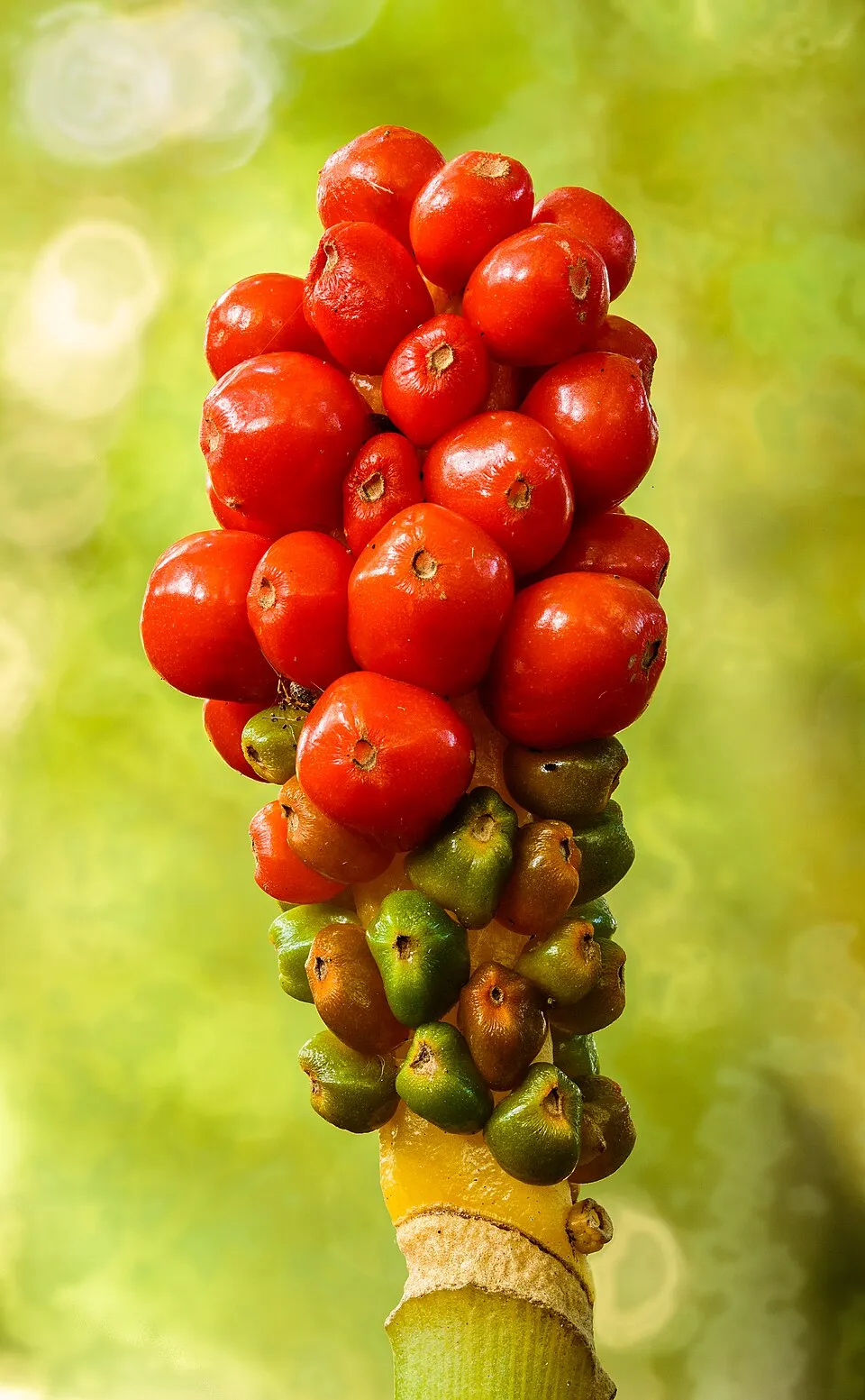 Arum Italicum Flower — botanical anatomy illustration