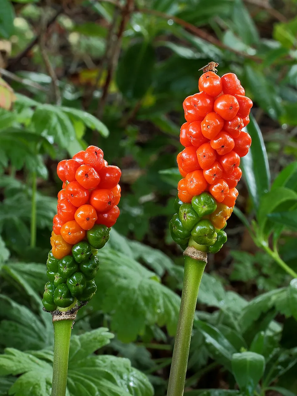 Arum Italicum Fruit — botanical anatomy illustration