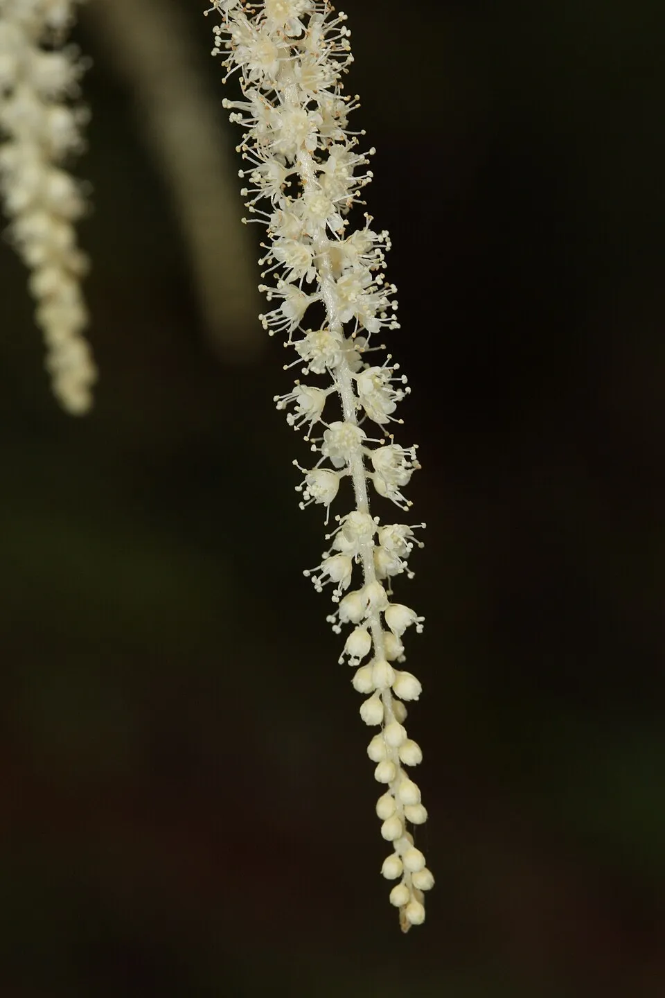 Aruncus Dioicus Flower — botanical anatomy illustration