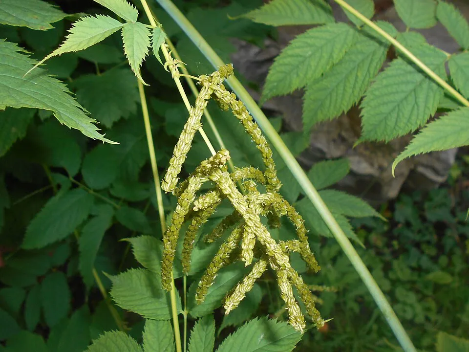 Aruncus Dioicus Fruit — botanical anatomy illustration