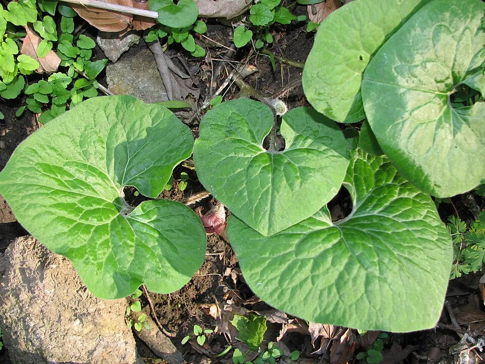 Asarum Flower — botanical anatomy illustration