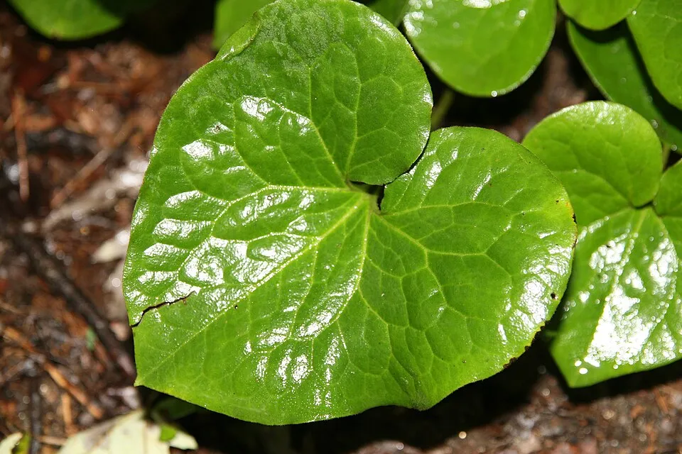 Asarum Root System — botanical anatomy illustration