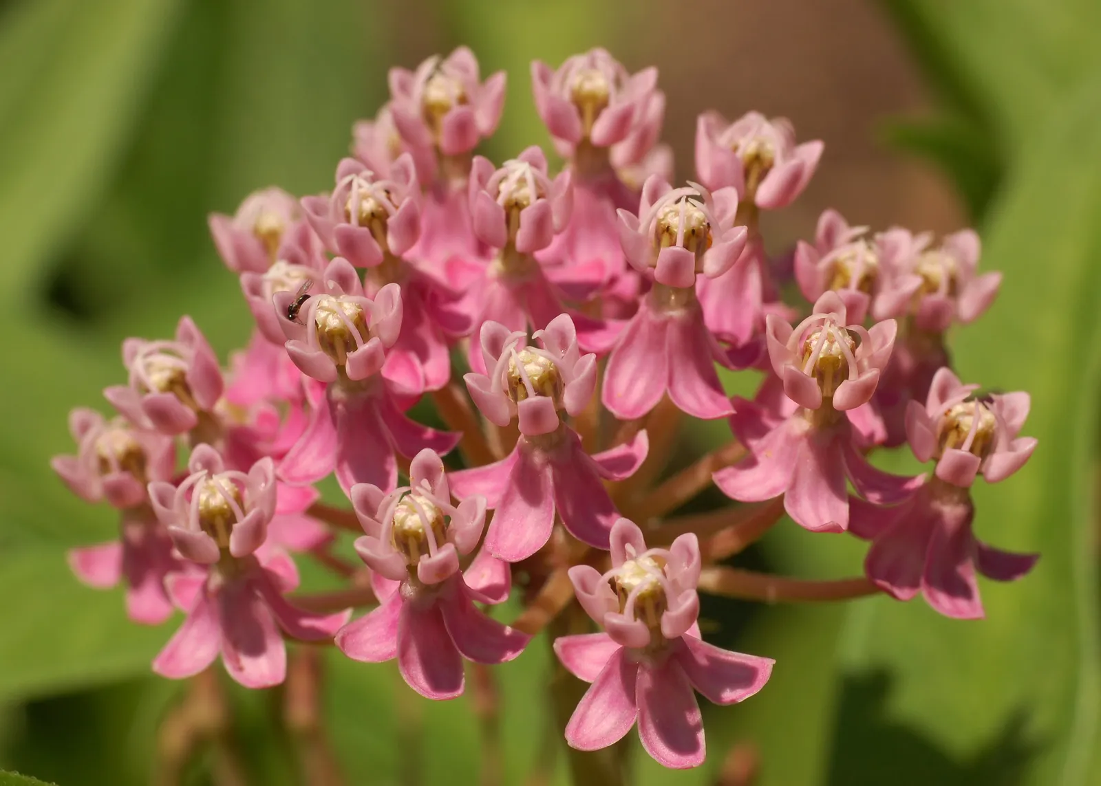 Asclepias Incarnata Flower — botanical anatomy illustration