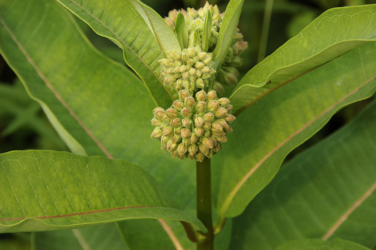 Asclepias Syriaca Flower — botanical anatomy illustration