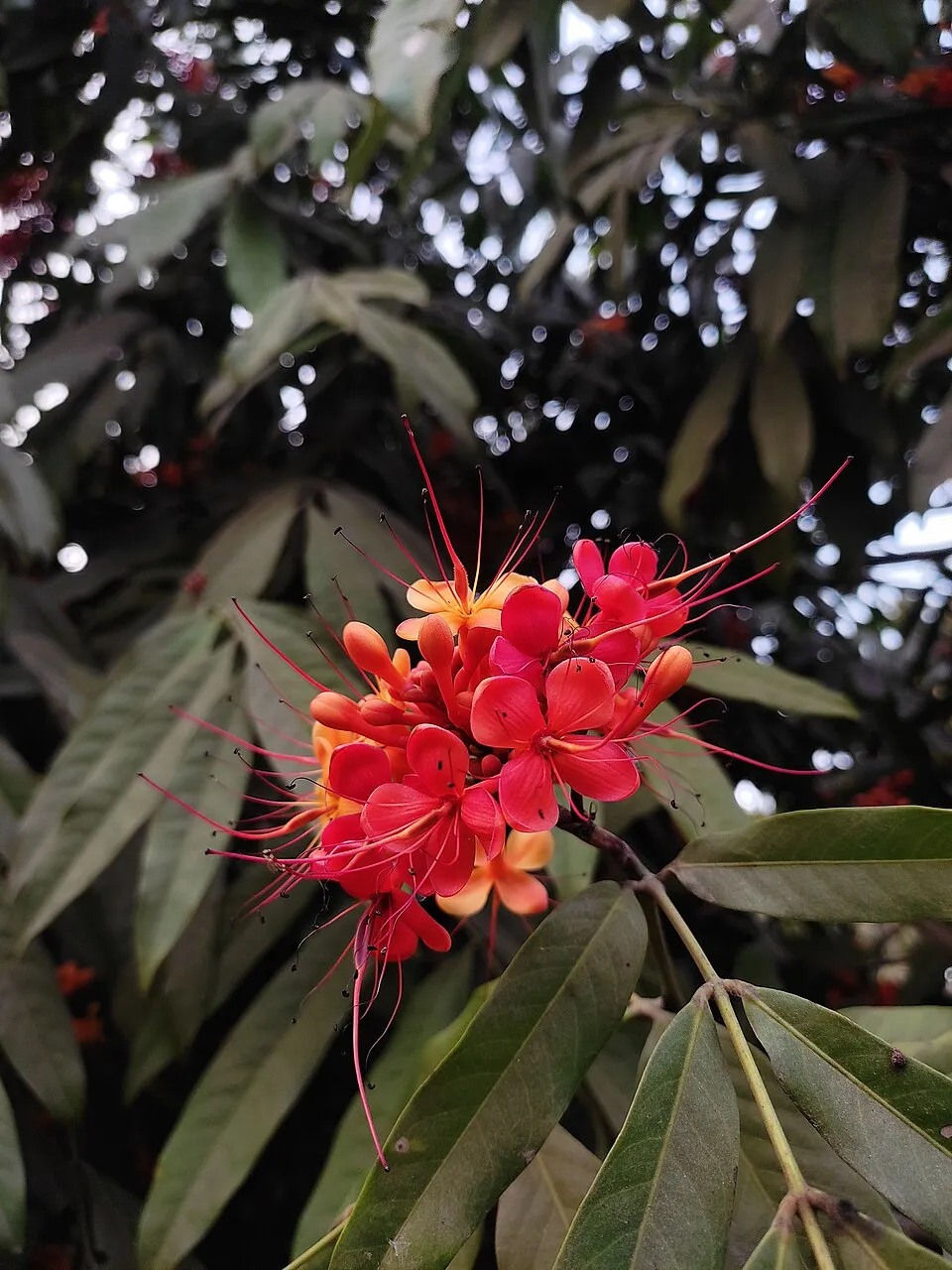 Ashoka Tree Flower — botanical anatomy illustration