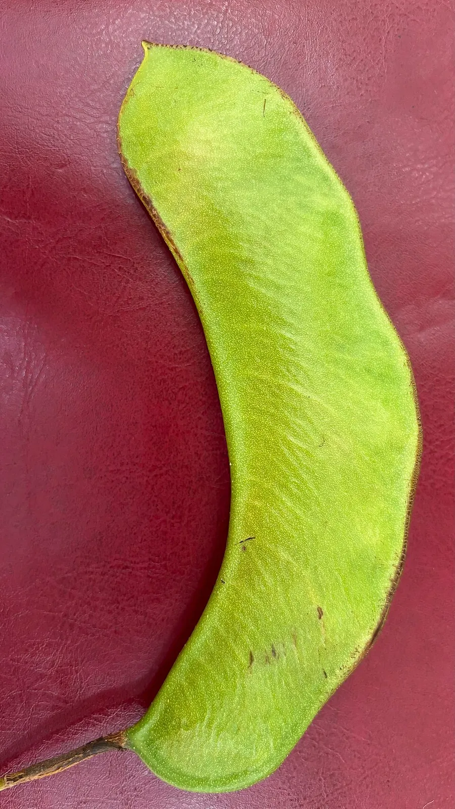 Ashoka Tree Fruit — botanical anatomy illustration