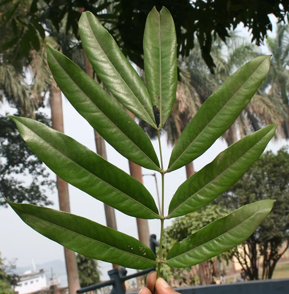 Ashoka Tree Leaf — botanical anatomy illustration