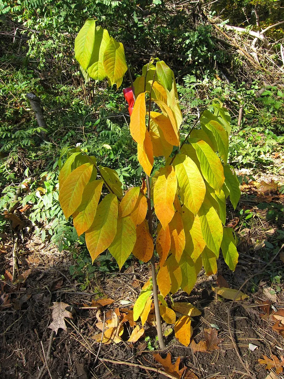 Asimina Triloba Leaf — botanical anatomy illustration