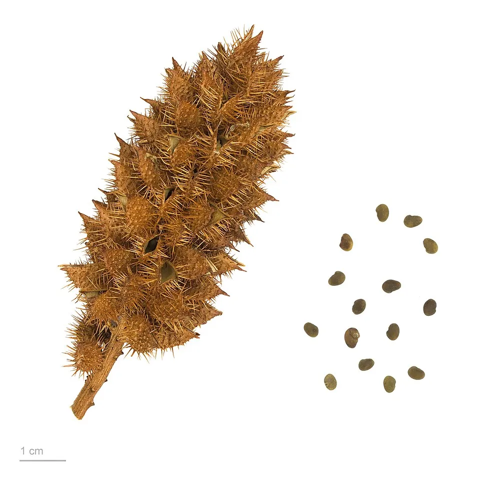 Asl-us-Soos Fruit — botanical anatomy illustration