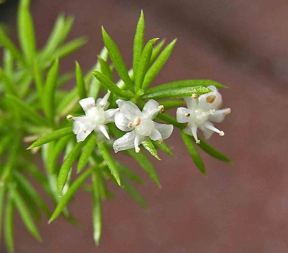Asparagus Meyeri Flower — botanical anatomy illustration