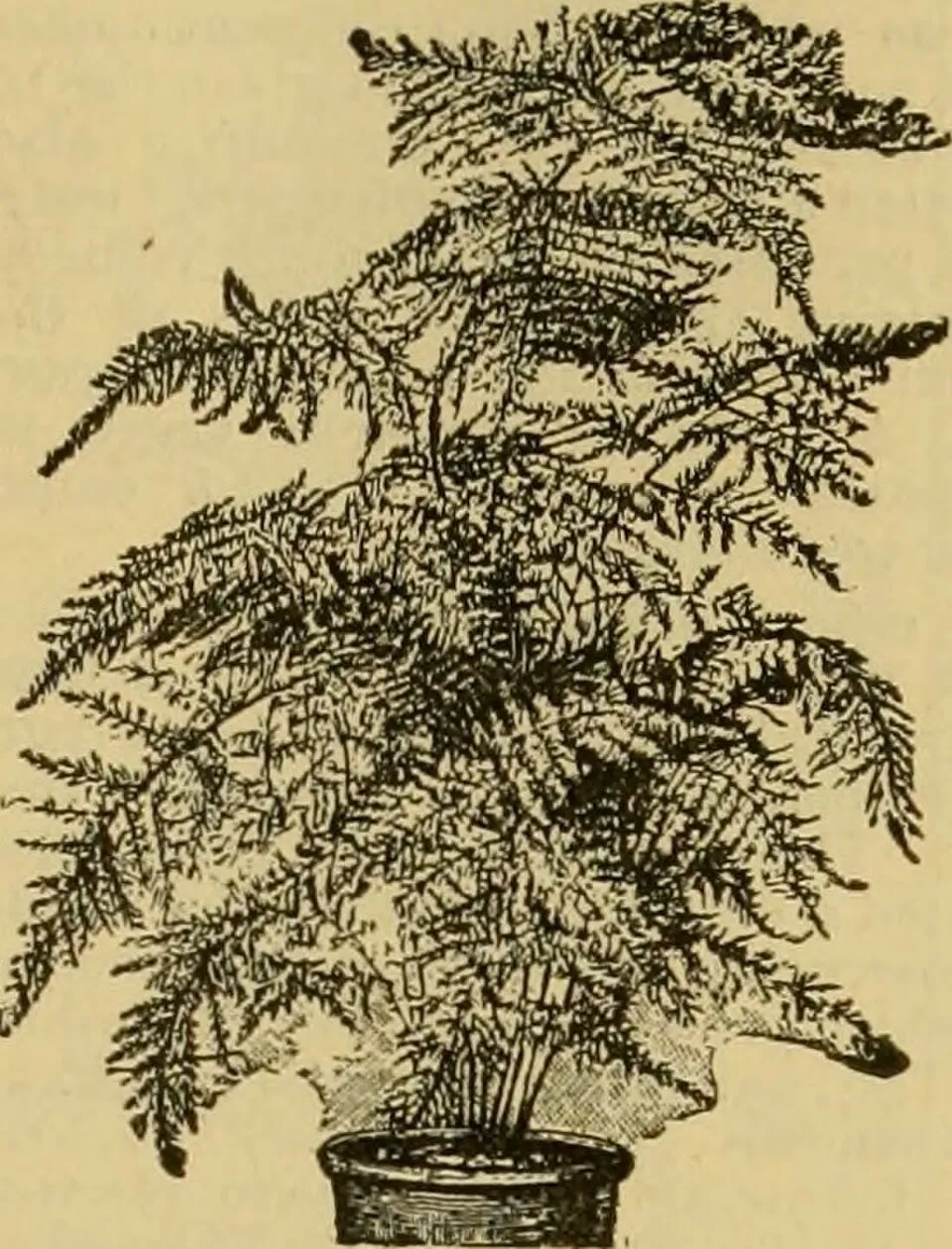 Asparagus Plumosus Root System — botanical anatomy illustration