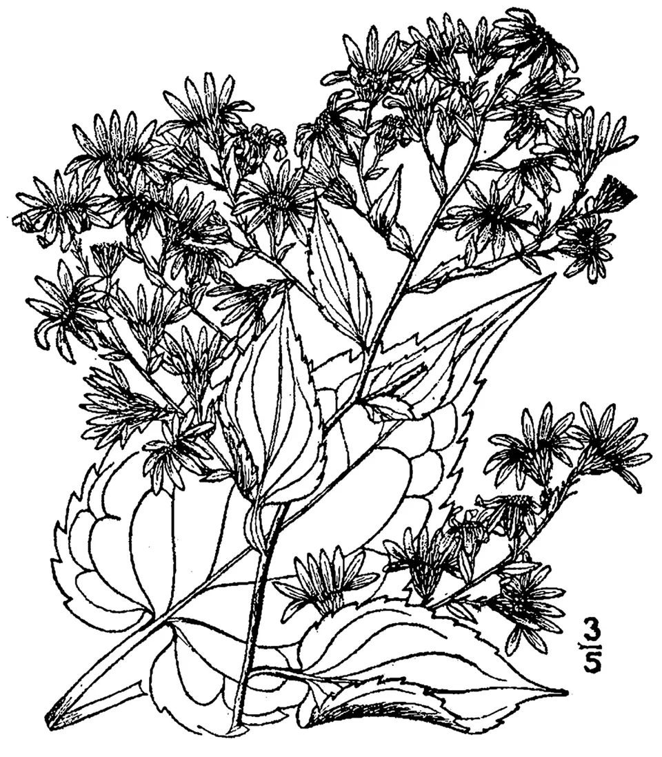 Aster Cordifolius Flower — botanical anatomy illustration