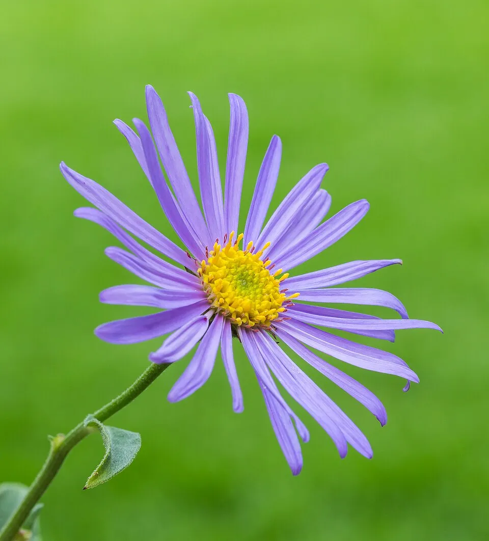 Aster Frikartii Flower — botanical anatomy illustration