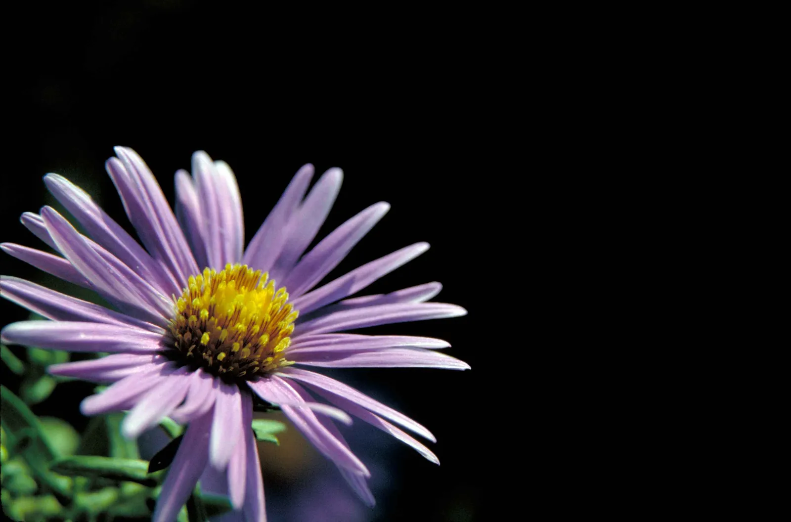 Aster Novae-Angliae Flower — botanical anatomy illustration