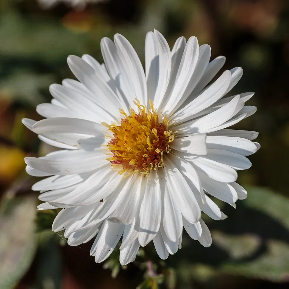 Aster Flower — botanical anatomy illustration