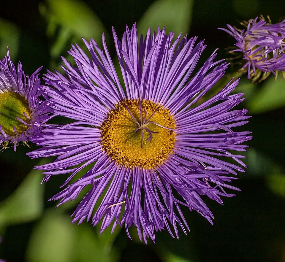 Aster Leaf — botanical anatomy illustration