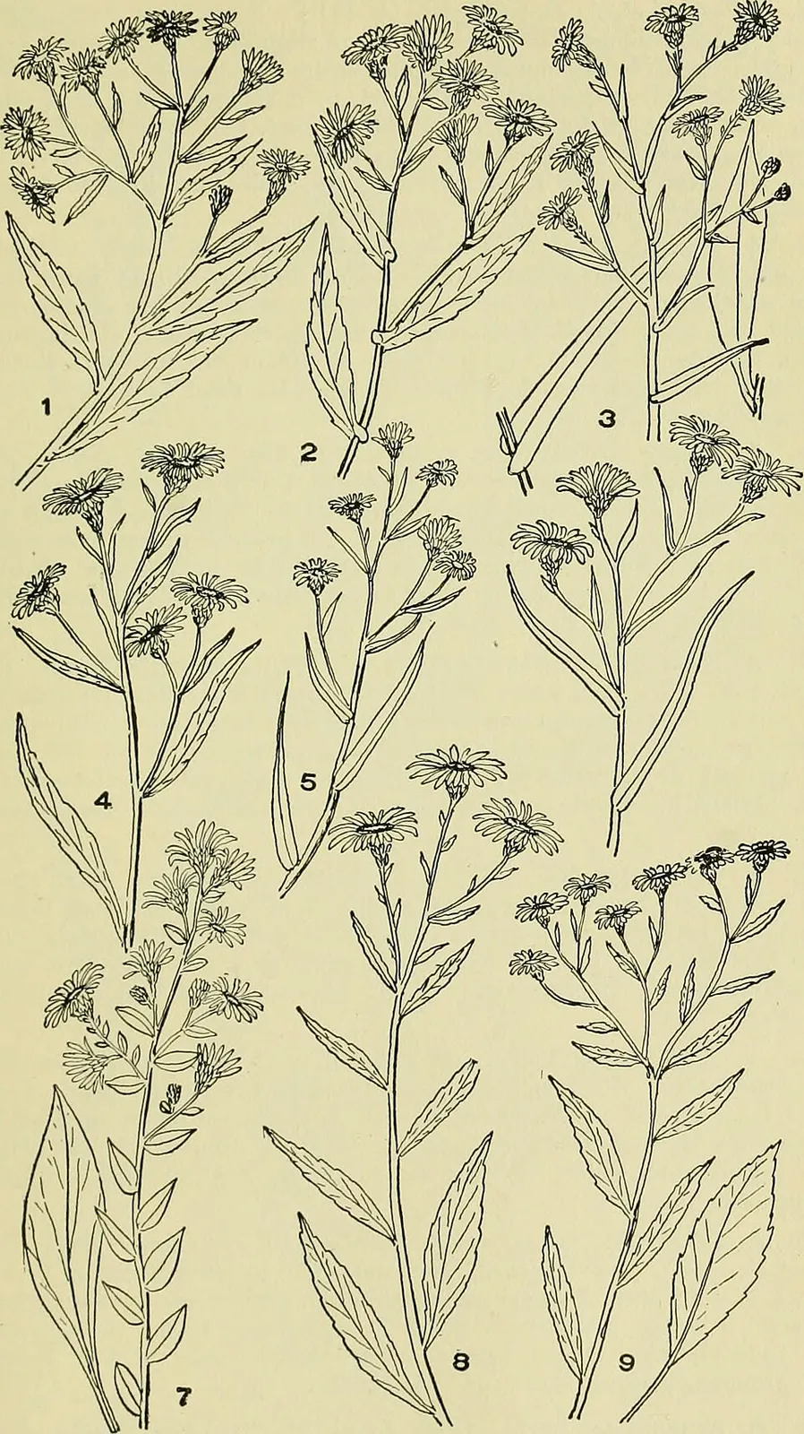Aster Root System — botanical anatomy illustration