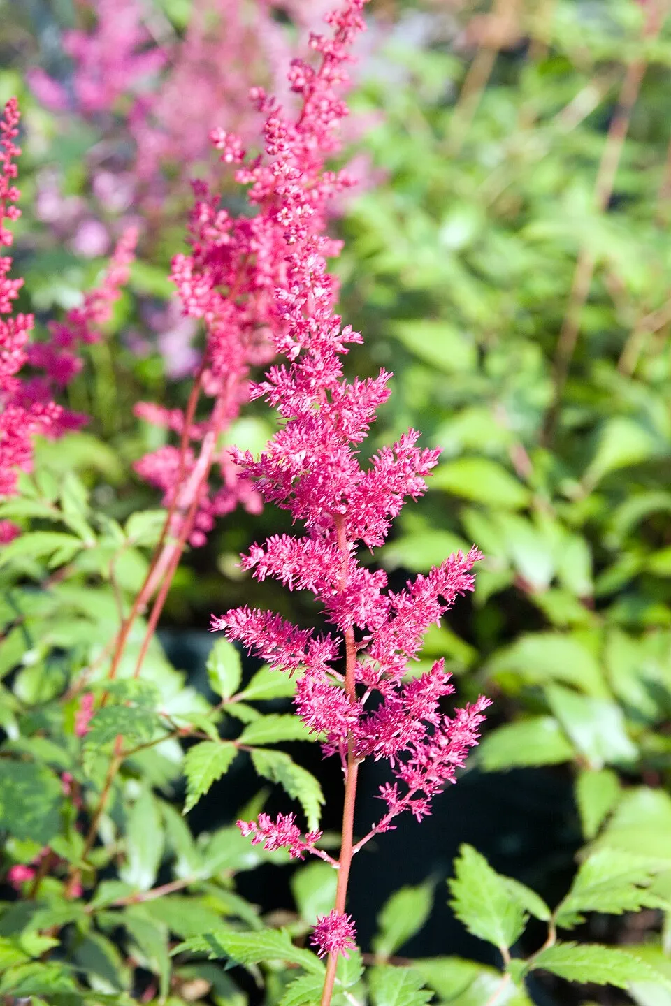 Astilbe Arendsii Flower — botanical anatomy illustration