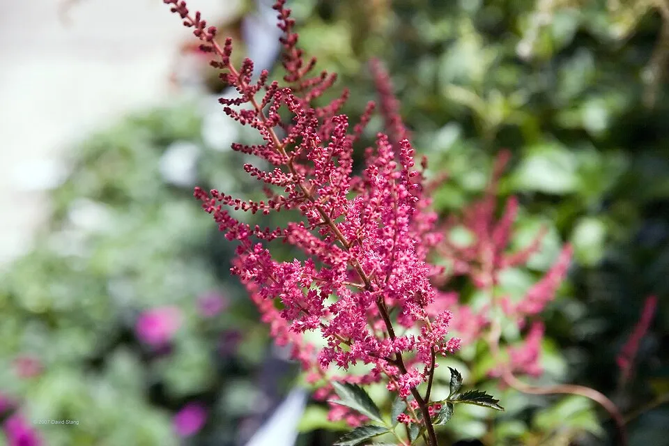 Astilbe Flower — botanical anatomy illustration