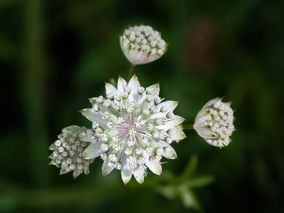 Astrantia Flower — botanical anatomy illustration
