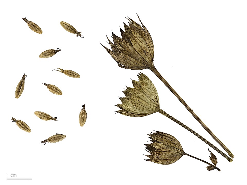 Astrantia Fruit — botanical anatomy illustration