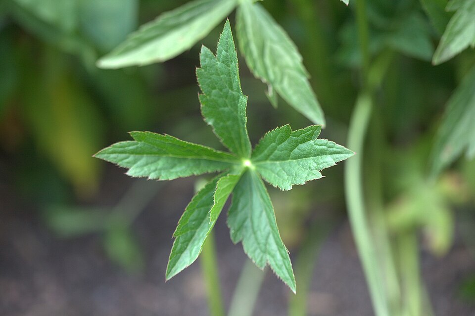 Astrantia Leaf — botanical anatomy illustration