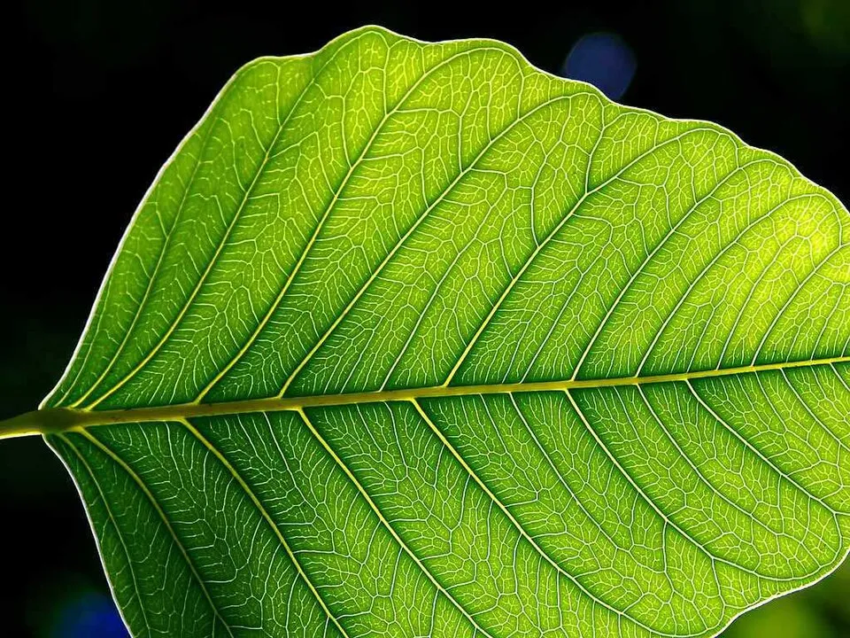 Aswatha Leaf — botanical anatomy illustration