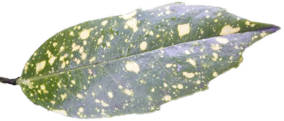 Aucuba Japonica Leaf — botanical anatomy illustration