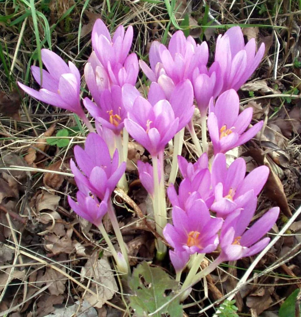 Autumn Crocus Flower — botanical anatomy illustration
