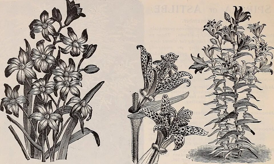 Autumn Crocus Root System — botanical anatomy illustration