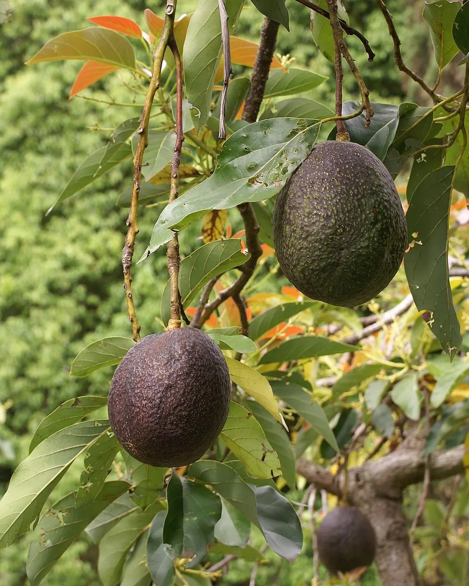 Avocado Tree Fruit — botanical anatomy illustration