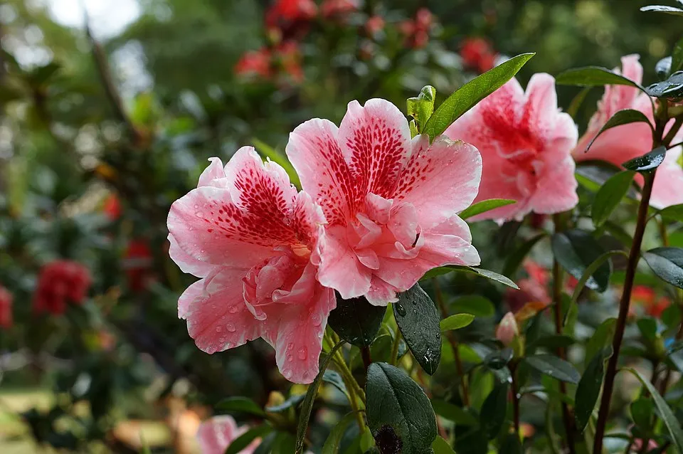 Azalea Flower — botanical anatomy illustration