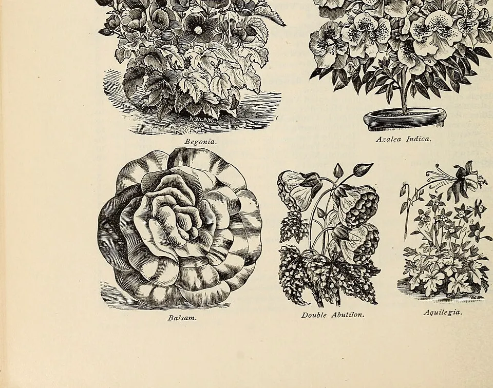 Azalea Fruit — botanical anatomy illustration