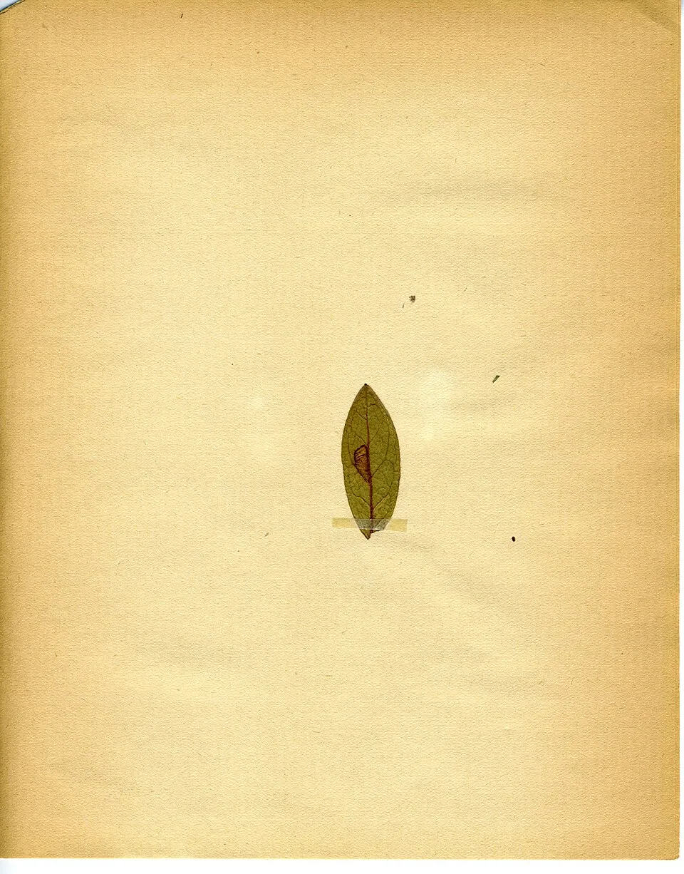 Azalea Leaf — botanical anatomy illustration