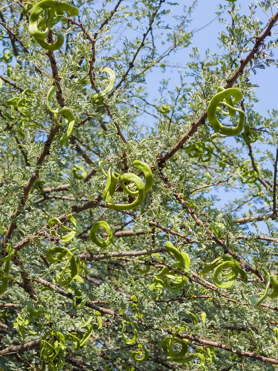 Babool Fruit — botanical anatomy illustration