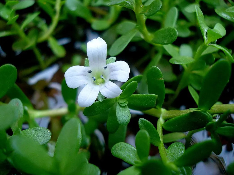 Brahmi Flower — botanical anatomy illustration