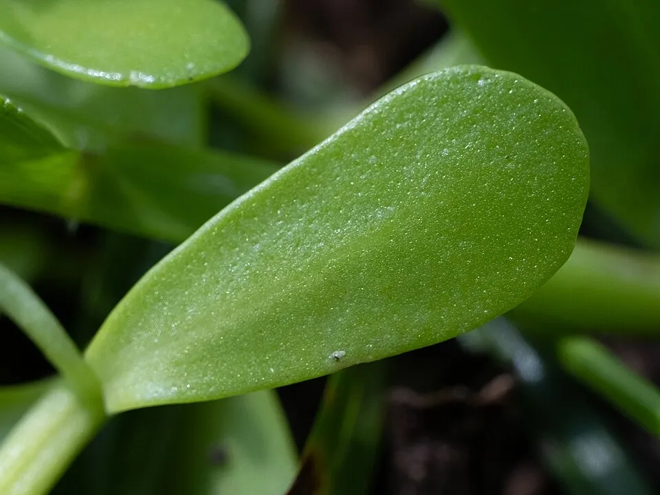 Brahmi Leaf — botanical anatomy illustration