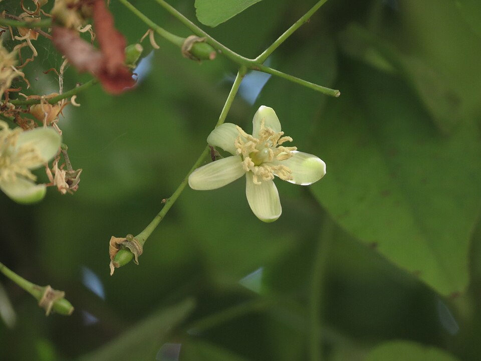 Bael Tree Flower — botanical anatomy illustration