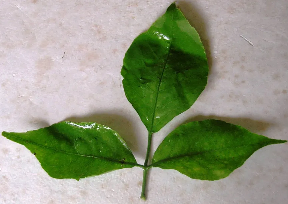 Bael Tree Leaf — botanical anatomy illustration