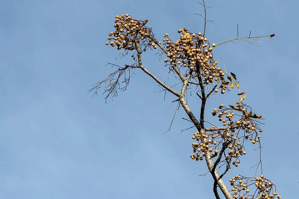 Bakayan Fruit — botanical anatomy illustration