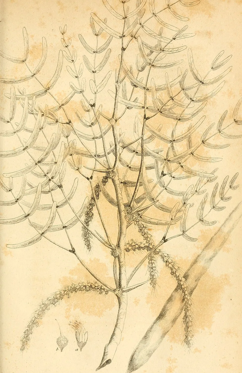 Bakayan Root System — botanical anatomy illustration