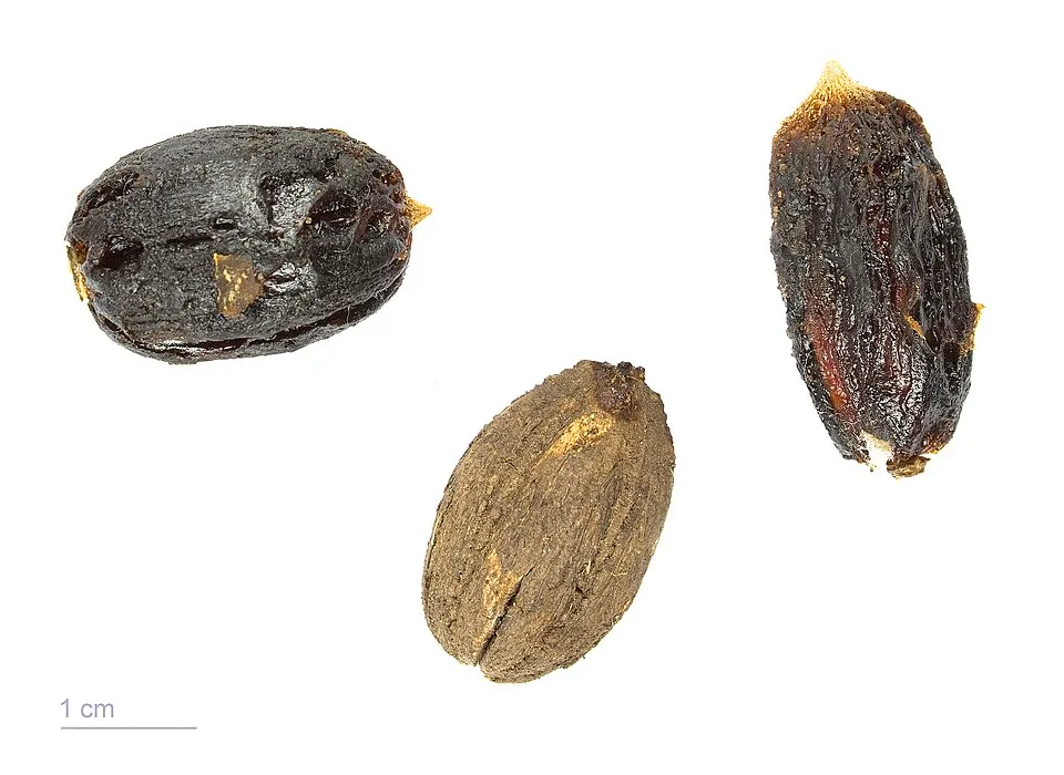 Desert Date Fruit — botanical anatomy illustration