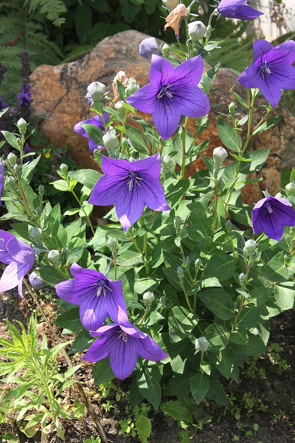 Balloon Flower Flower — botanical anatomy illustration