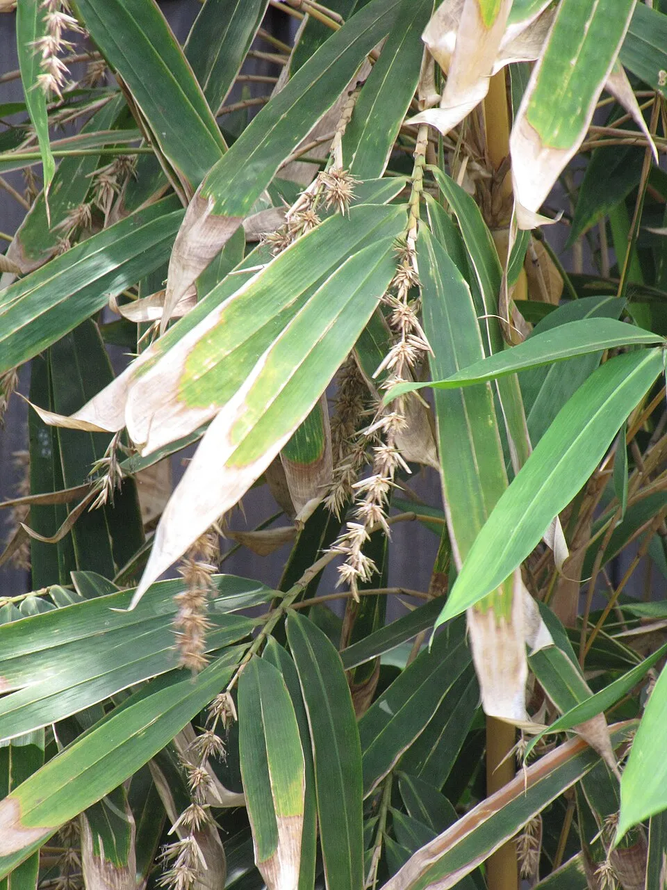 Bamboo Black Flower — botanical anatomy illustration