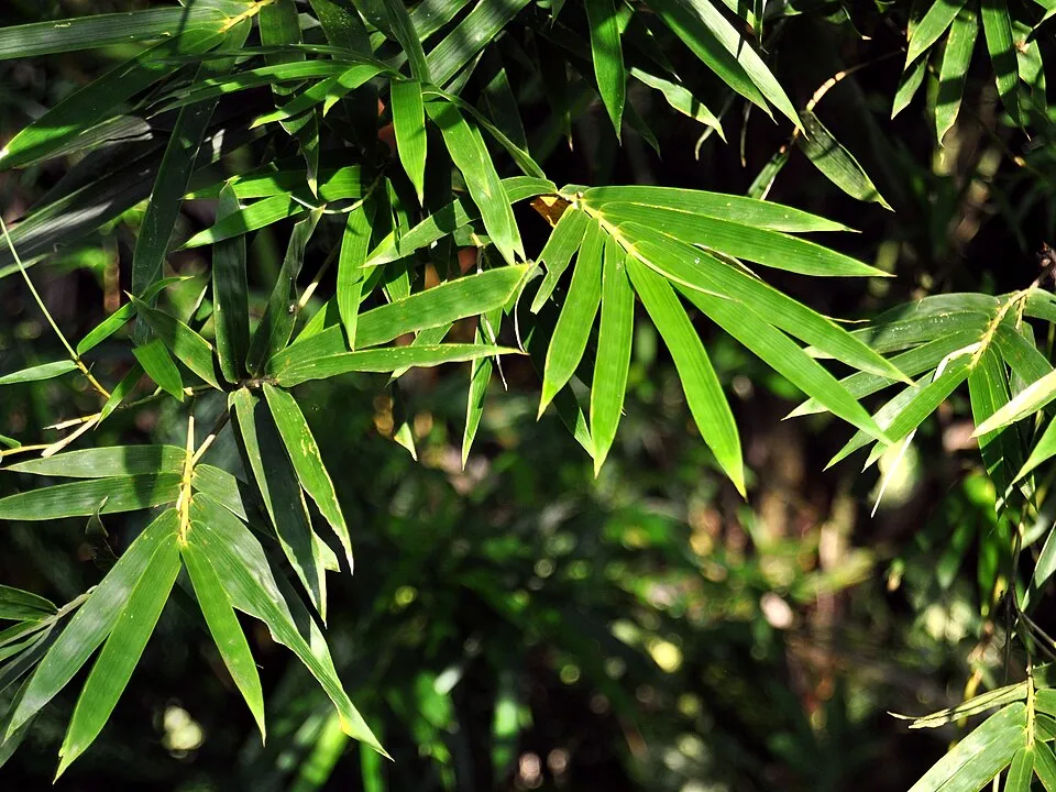 Bamboo Clumping Leaf — botanical anatomy illustration