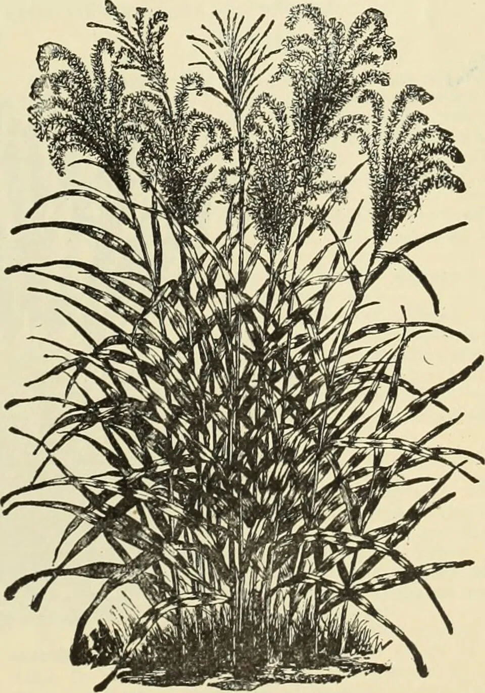 Bamboo Leaf Fruit — botanical anatomy illustration